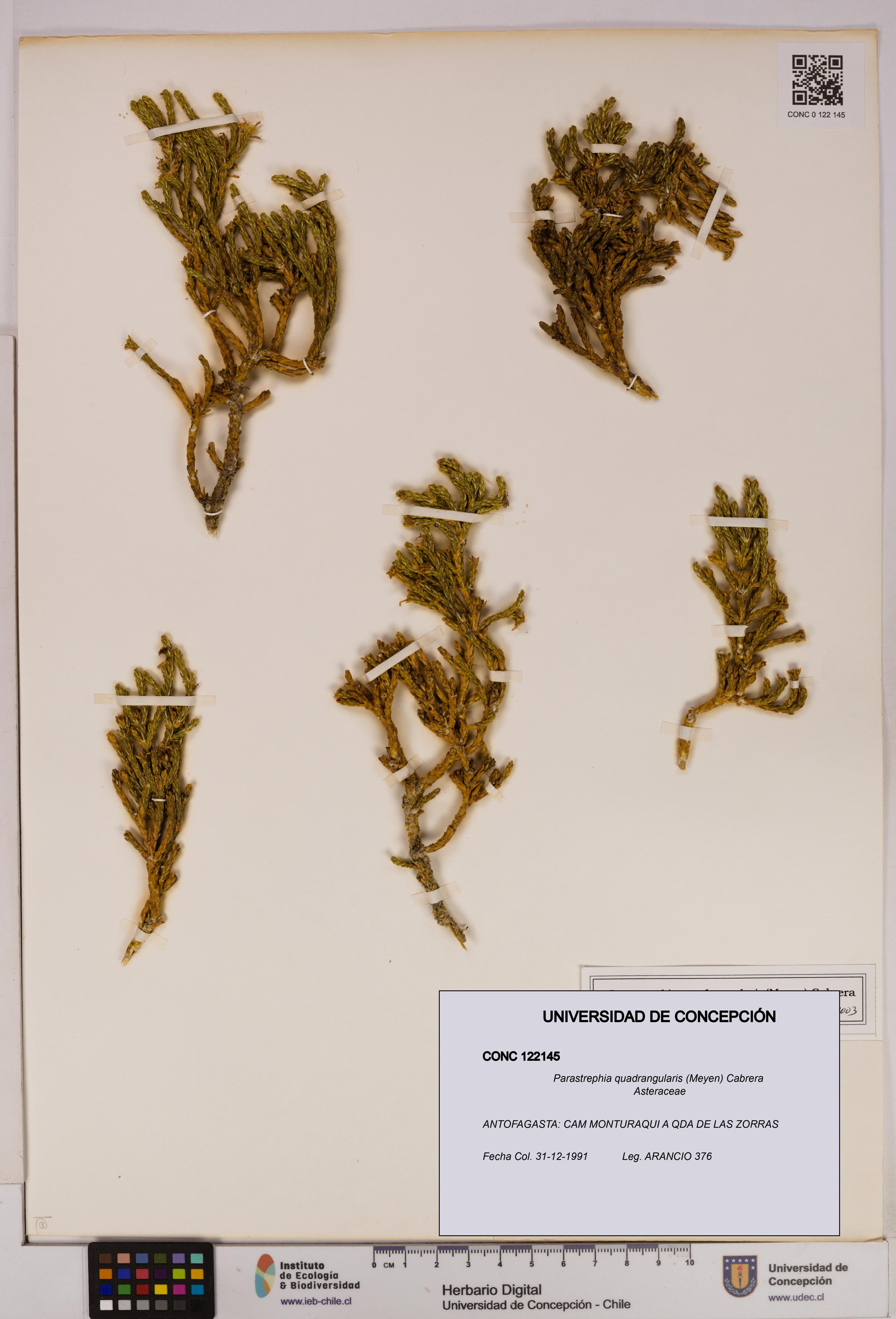 Parastrephia quadrangularis [Espécimen: UDEC:CONC:0122145]