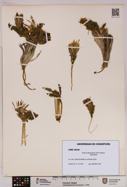 Perezia atacamensis [Espécimen: UDEC:CONC:0122149]