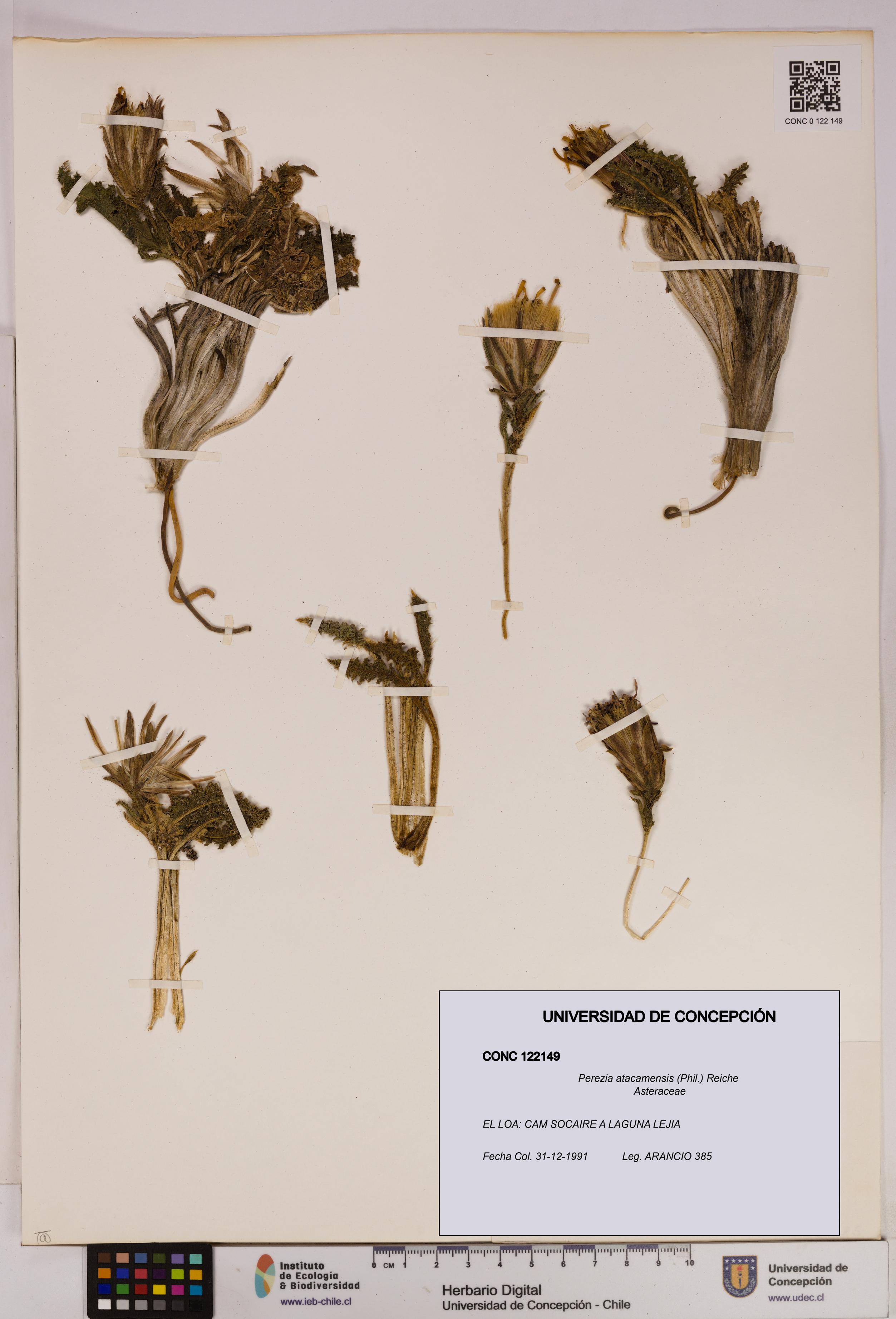 Perezia atacamensis [Espécimen: UDEC:CONC:0122149]