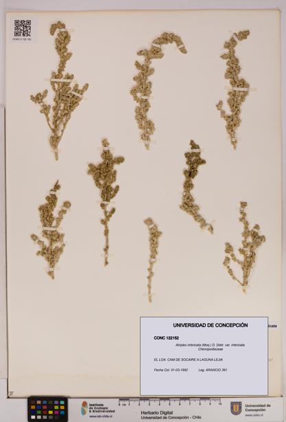 Atriplex imbricata [Espécimen: UDEC:CONC:0122152]