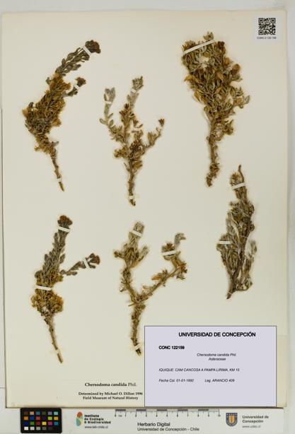 Chersodoma candida [Espécimen: UDEC:CONC:0122159]