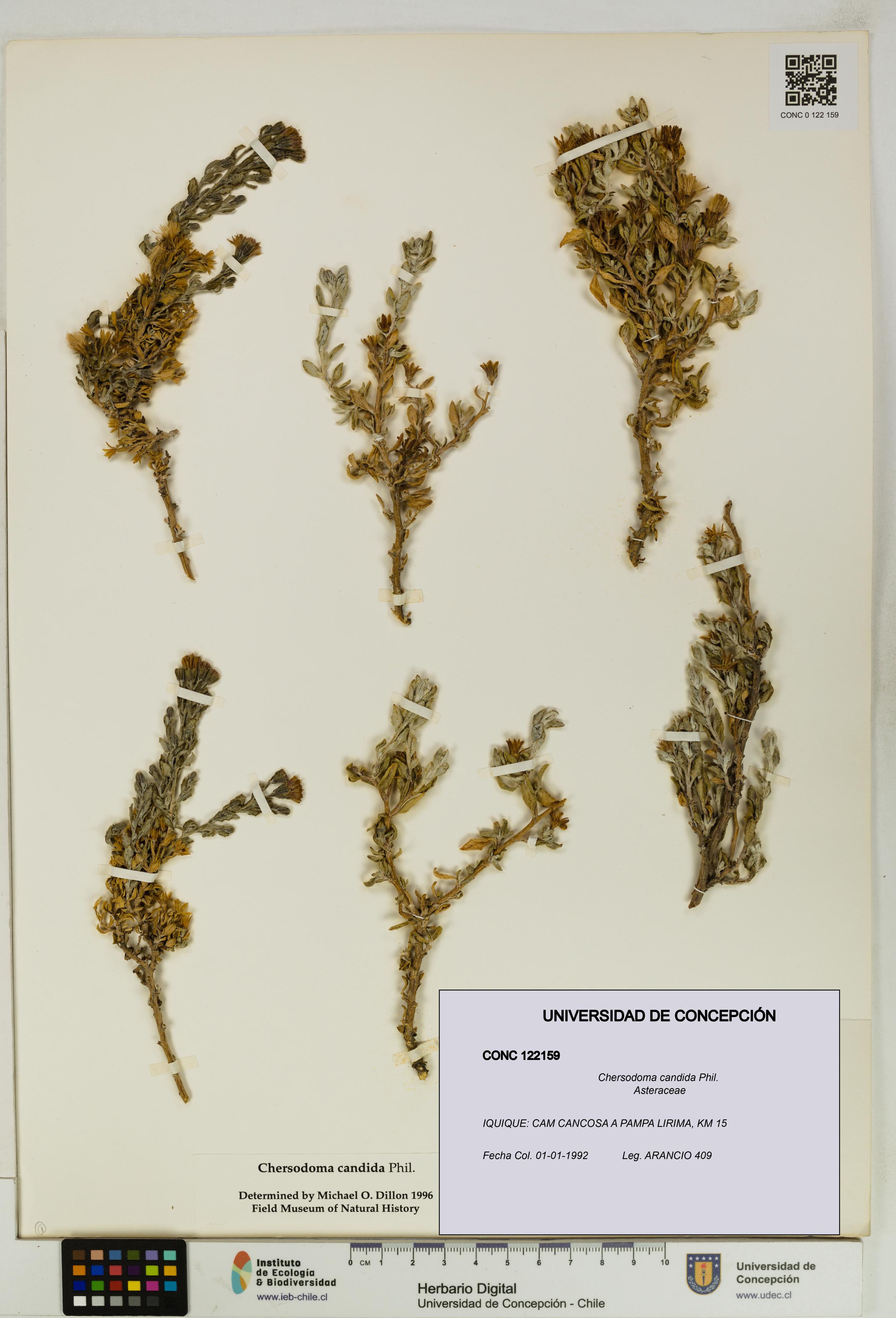 Chersodoma candida [Espécimen: UDEC:CONC:0122159]