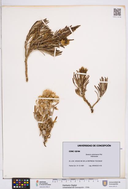 Senecio volckmannii [Espécimen: ]
