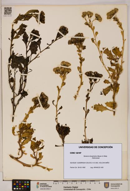 Senecio dryophyllus [Espécimen: UDEC:CONC:0122167]