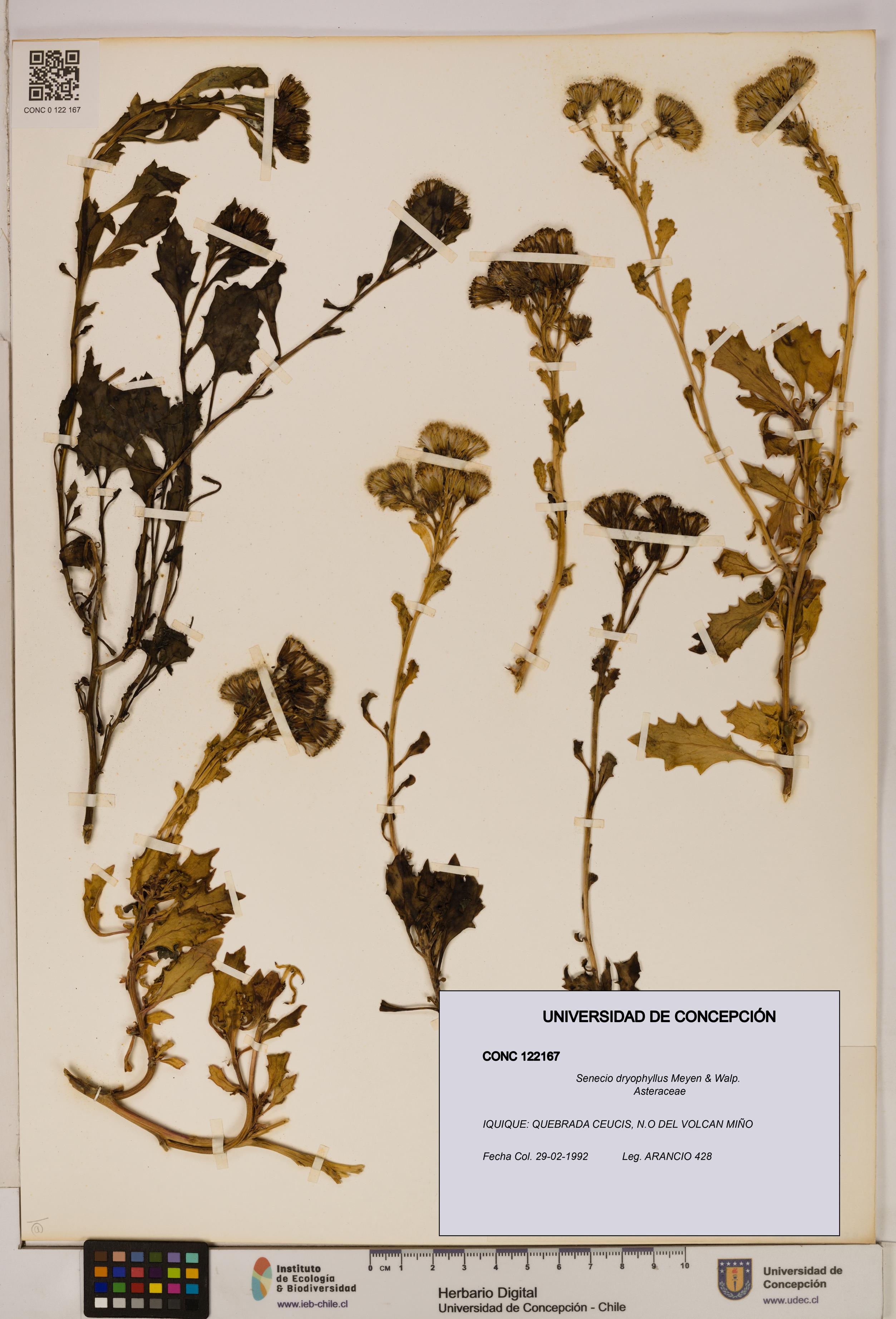 Senecio dryophyllus [Espécimen: UDEC:CONC:0122167]