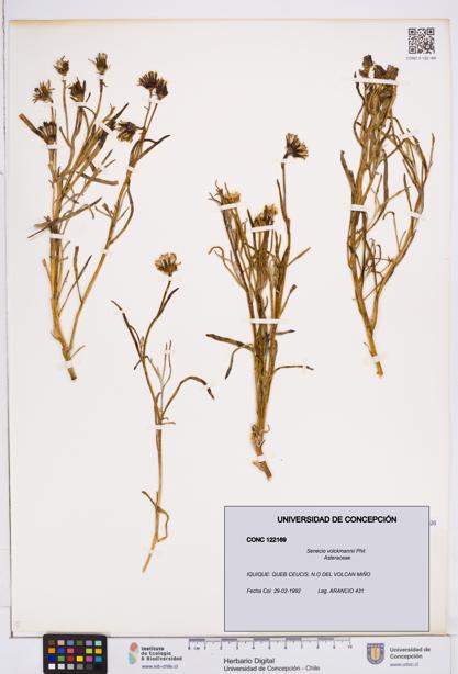 Senecio volckmannii [Espécimen: ]