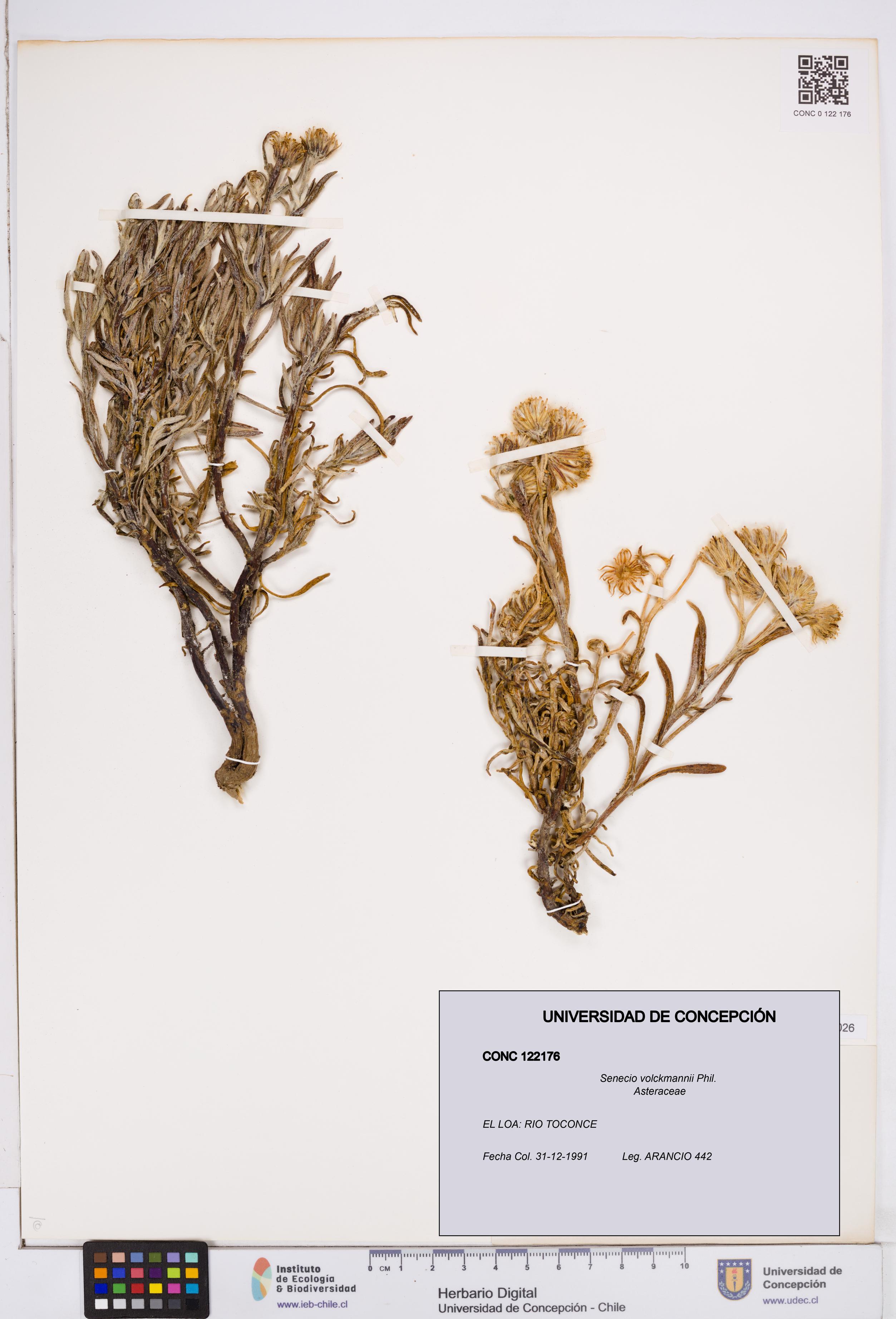 Senecio volckmannii [Espécimen: ]