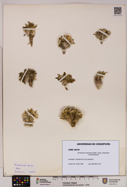 Gomphrena meyeniana subsp. meyeniana [Espécimen: UDEC:CONC:0122178]