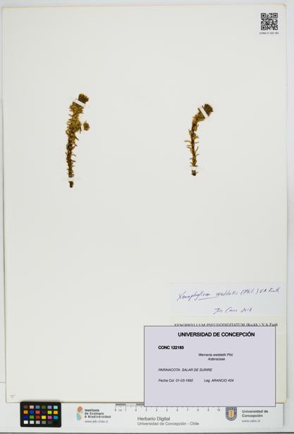 Werneria weddellii [Espécimen: UDEC:CONC:0122183]