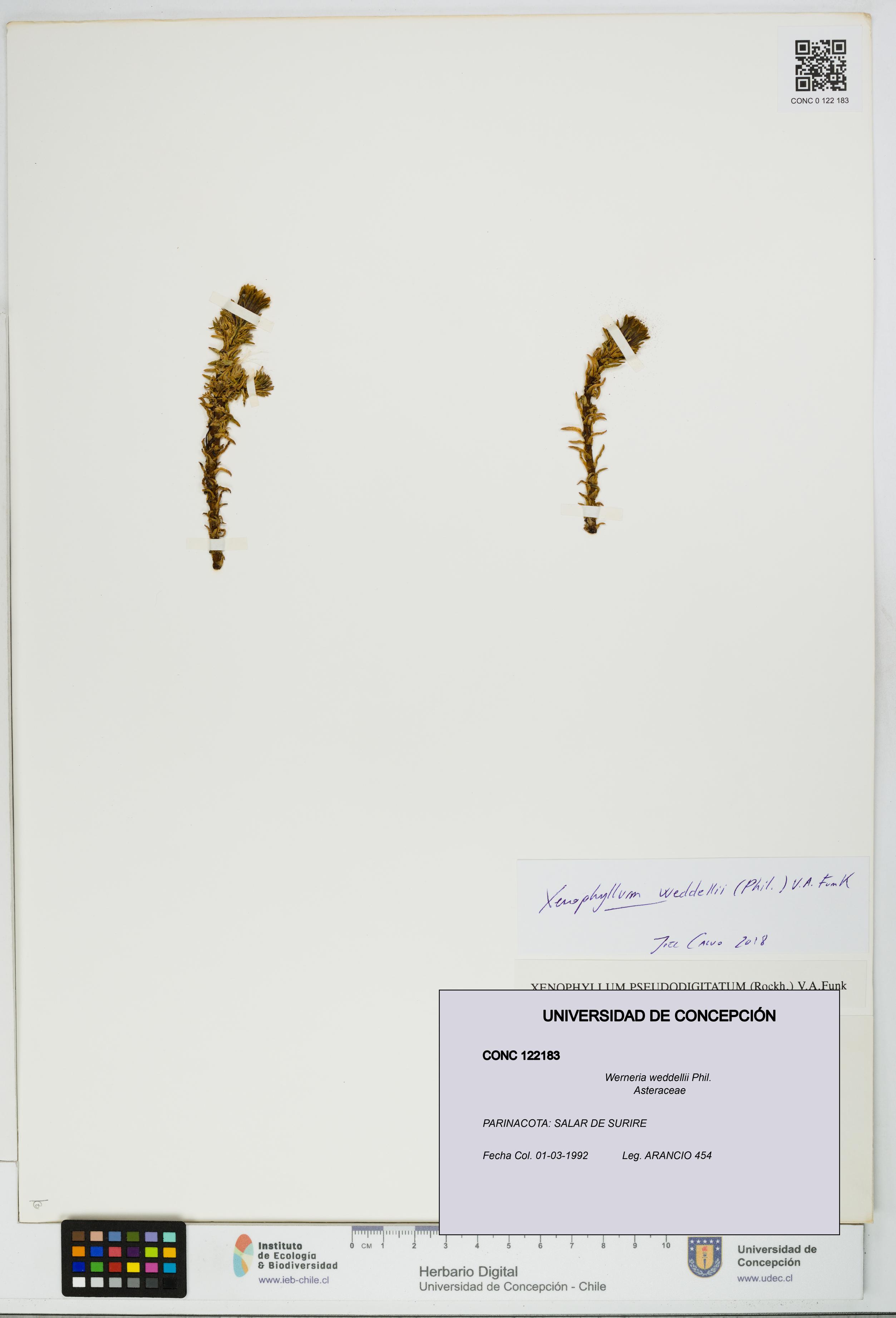 Werneria weddellii [Espécimen: UDEC:CONC:0122183]