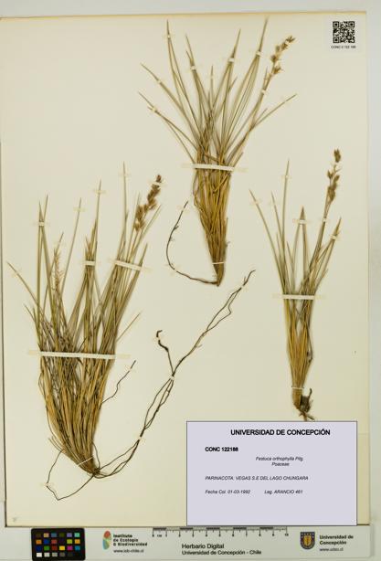 Festuca orthophylla [Espécimen: UDEC:CONC:0122188]