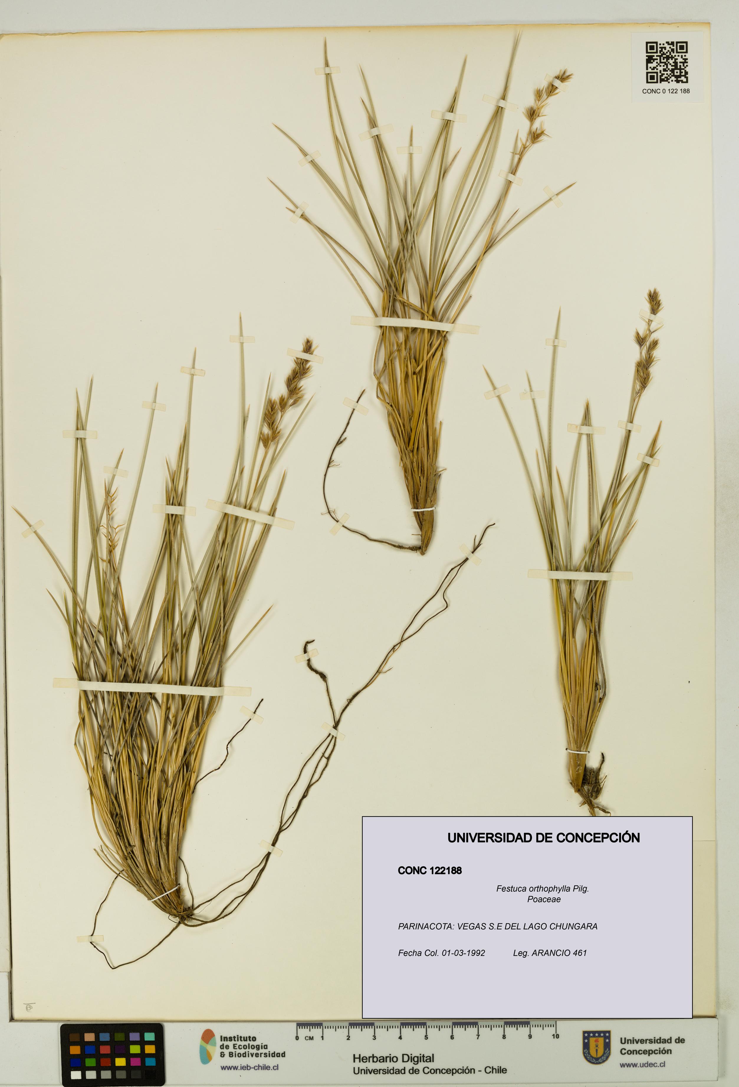 Festuca orthophylla [Espécimen: UDEC:CONC:0122188]
