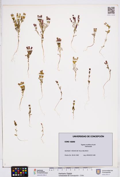 Tagetes multiflora [Espécimen: ]