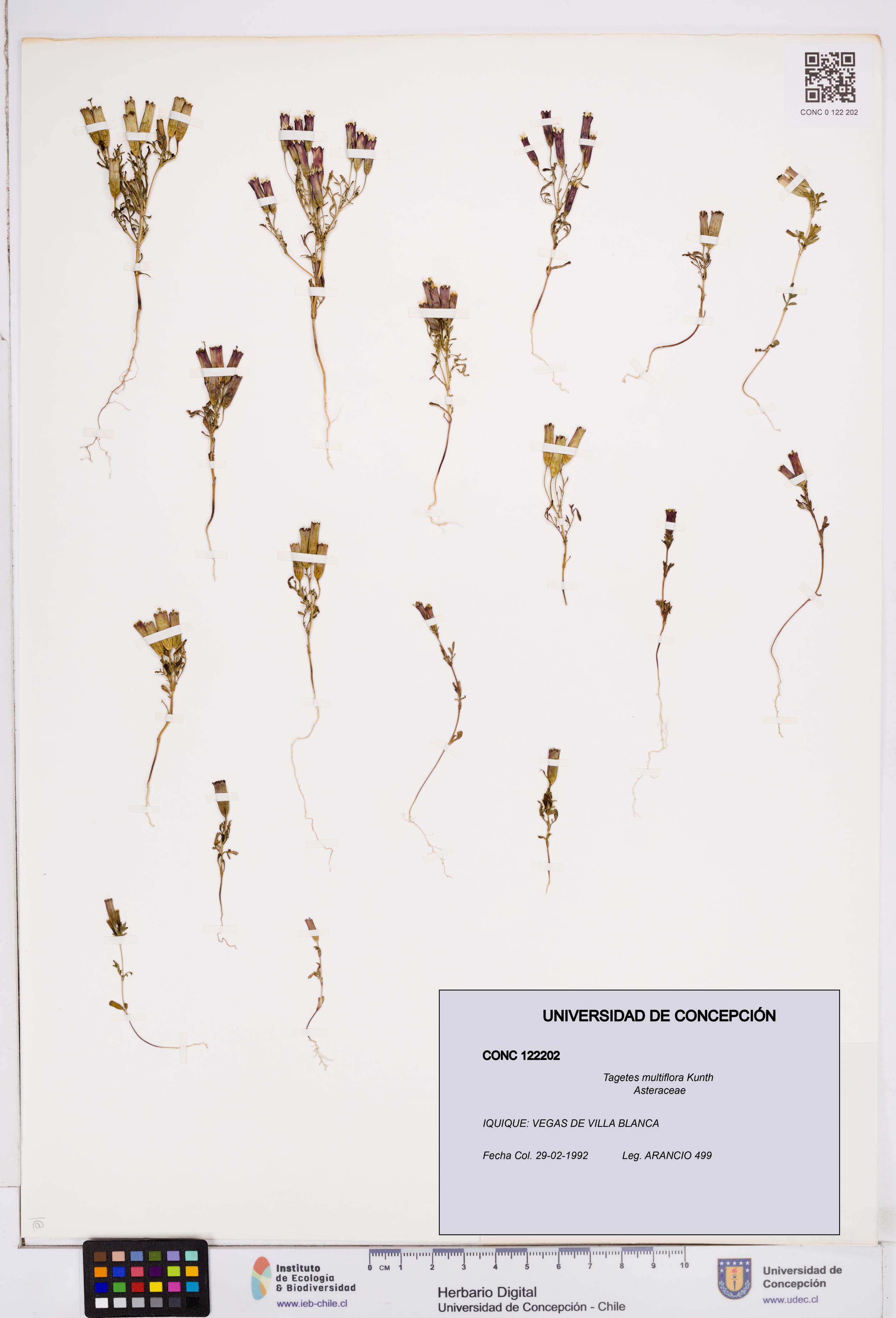 Tagetes multiflora [Espécimen: ]