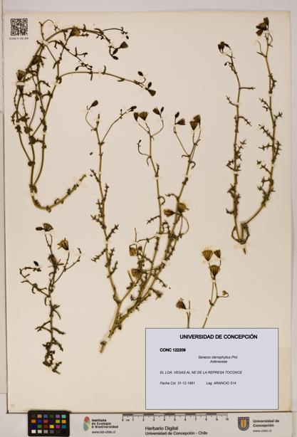 Senecio ctenophyllus [Espécimen: UDEC:CONC:0122209]