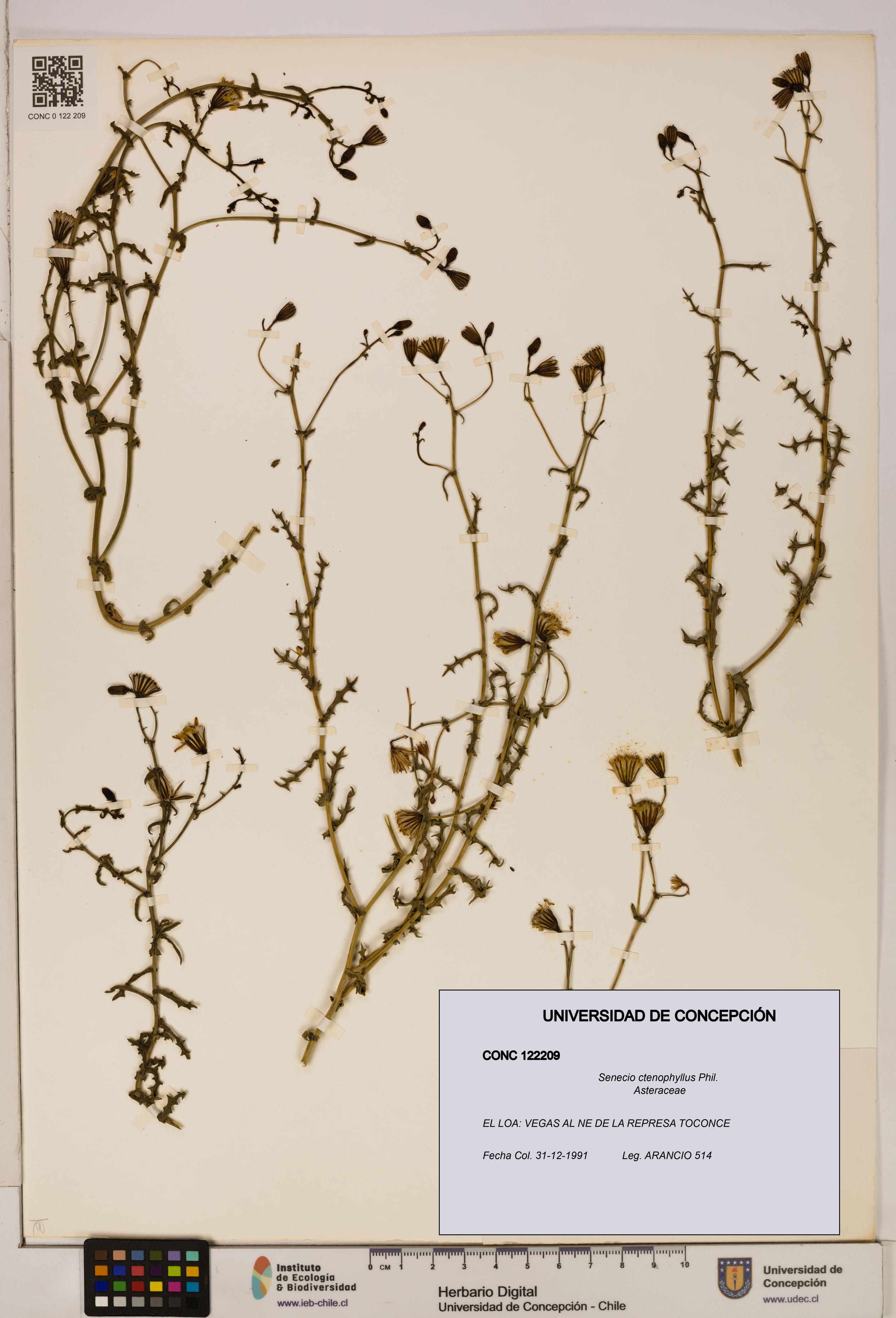 Senecio ctenophyllus [Espécimen: UDEC:CONC:0122209]