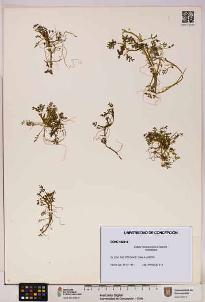 Cotula mexicana [Espécimen: UDEC:CONC:0122212]