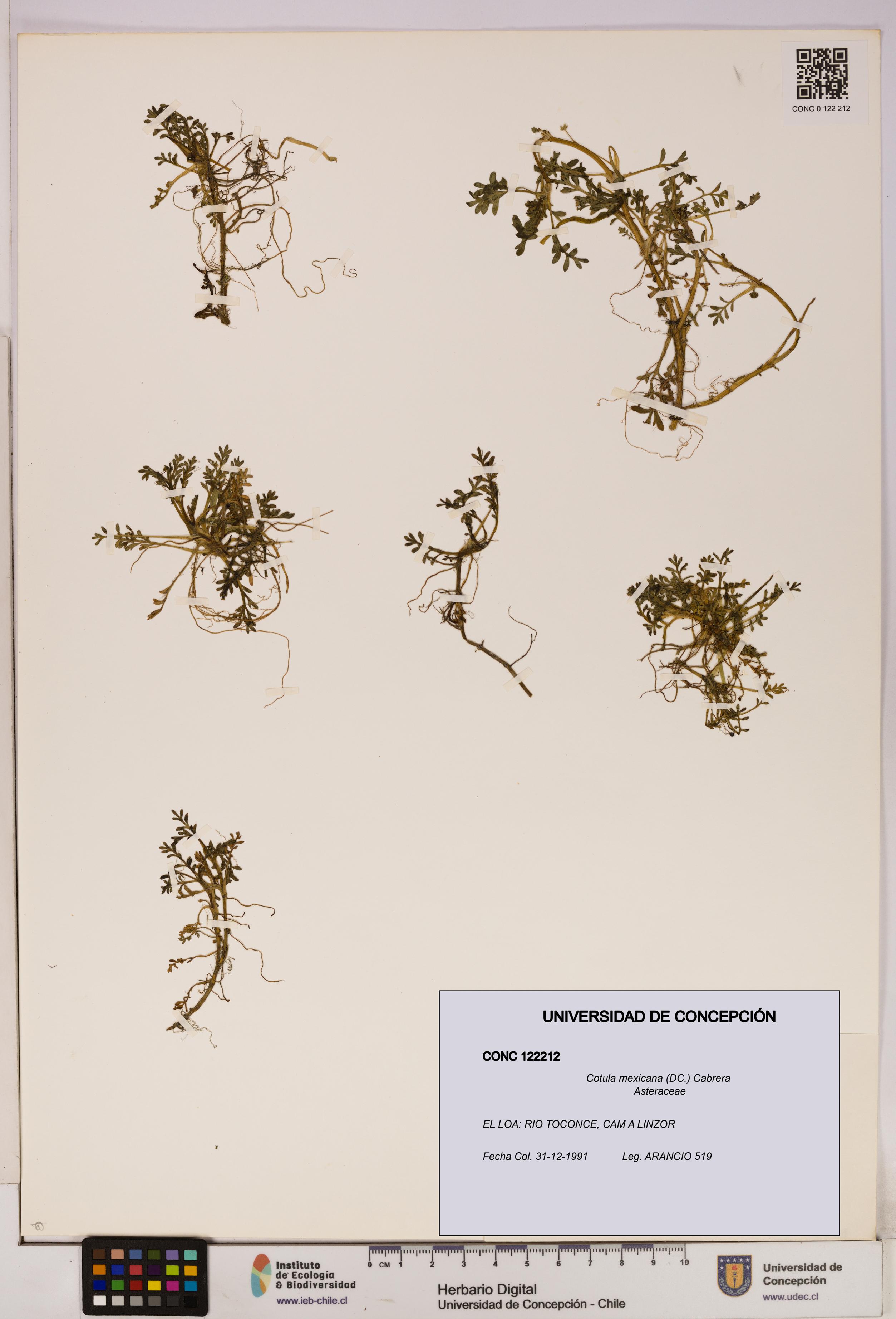 Cotula mexicana [Espécimen: UDEC:CONC:0122212]