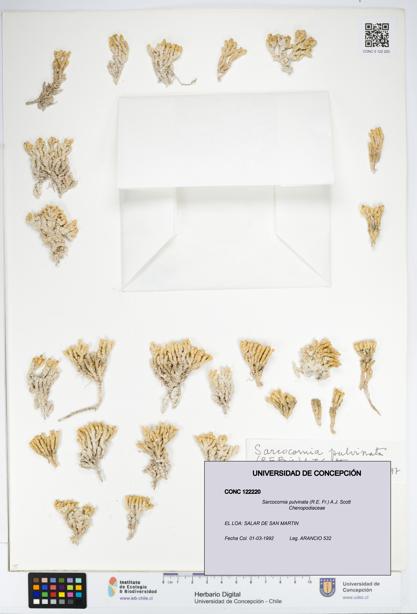 Sarcocornia pulvinata [Espécimen: UDEC:CONC:0122220]