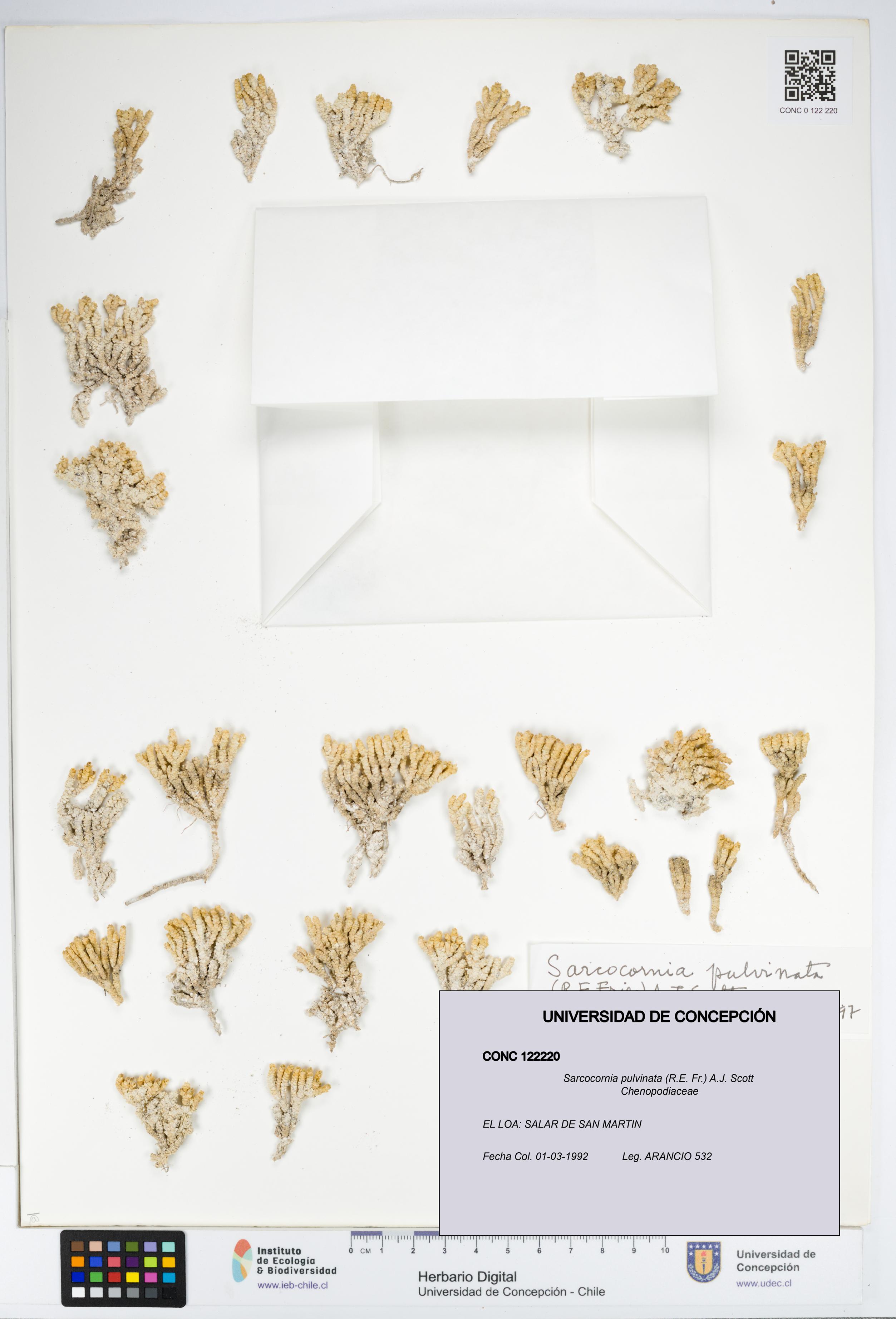 Sarcocornia pulvinata [Espécimen: UDEC:CONC:0122220]
