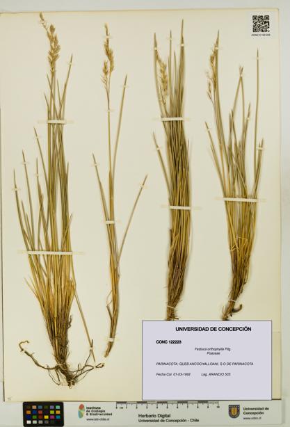 Festuca orthophylla [Espécimen: UDEC:CONC:0122223]