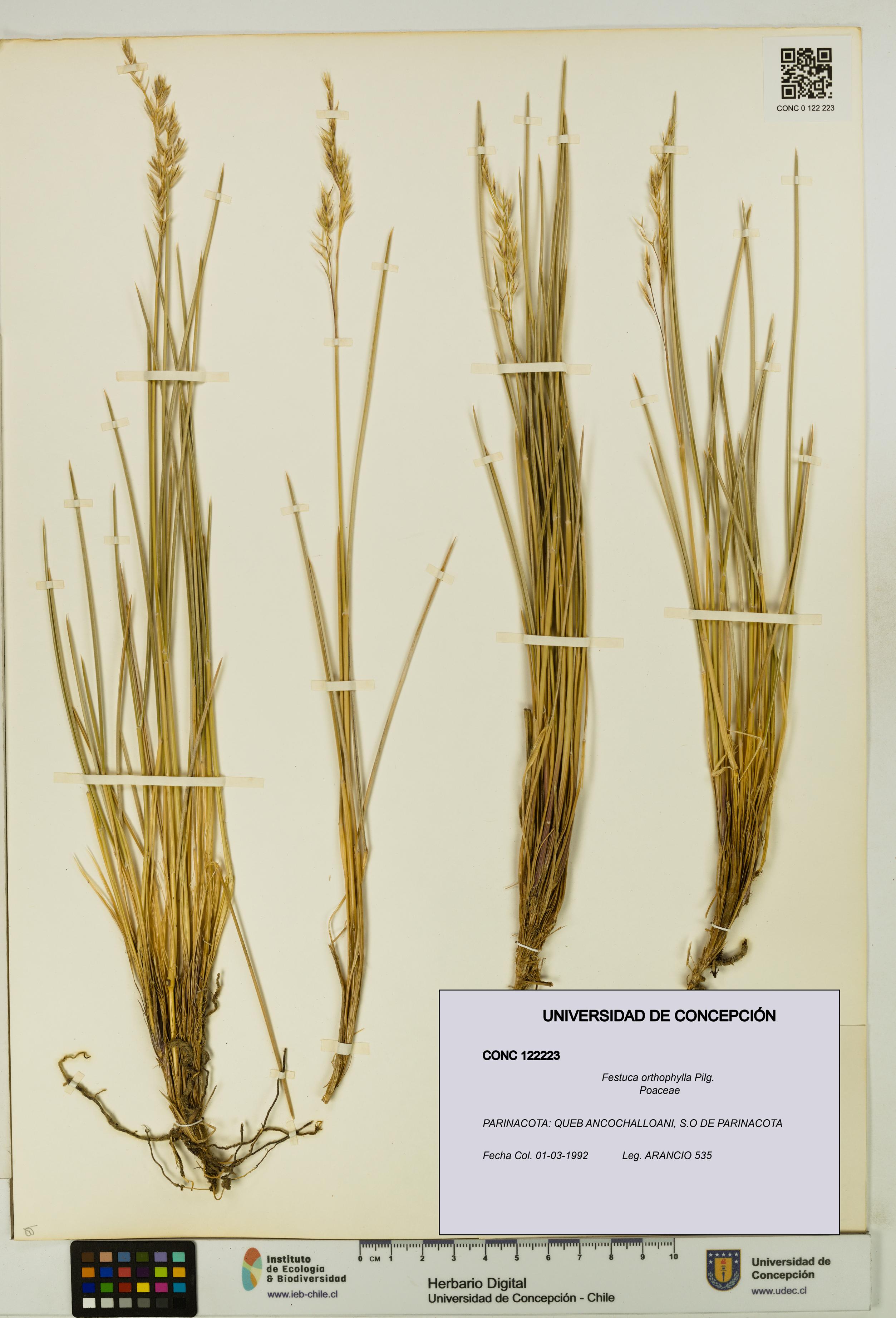 Festuca orthophylla [Espécimen: UDEC:CONC:0122223]