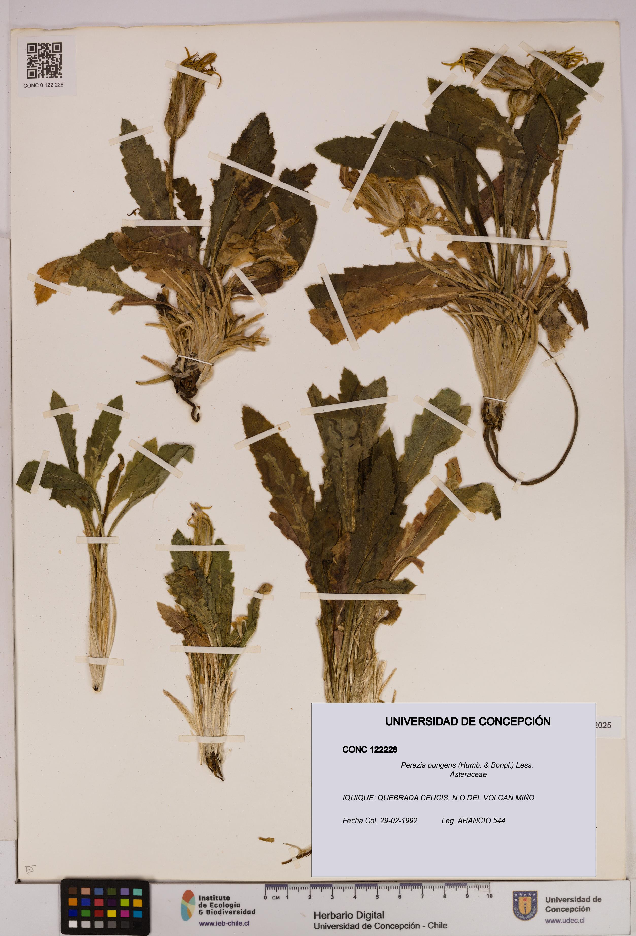 Perezia pungens [Espécimen: UDEC:CONC:0122228]