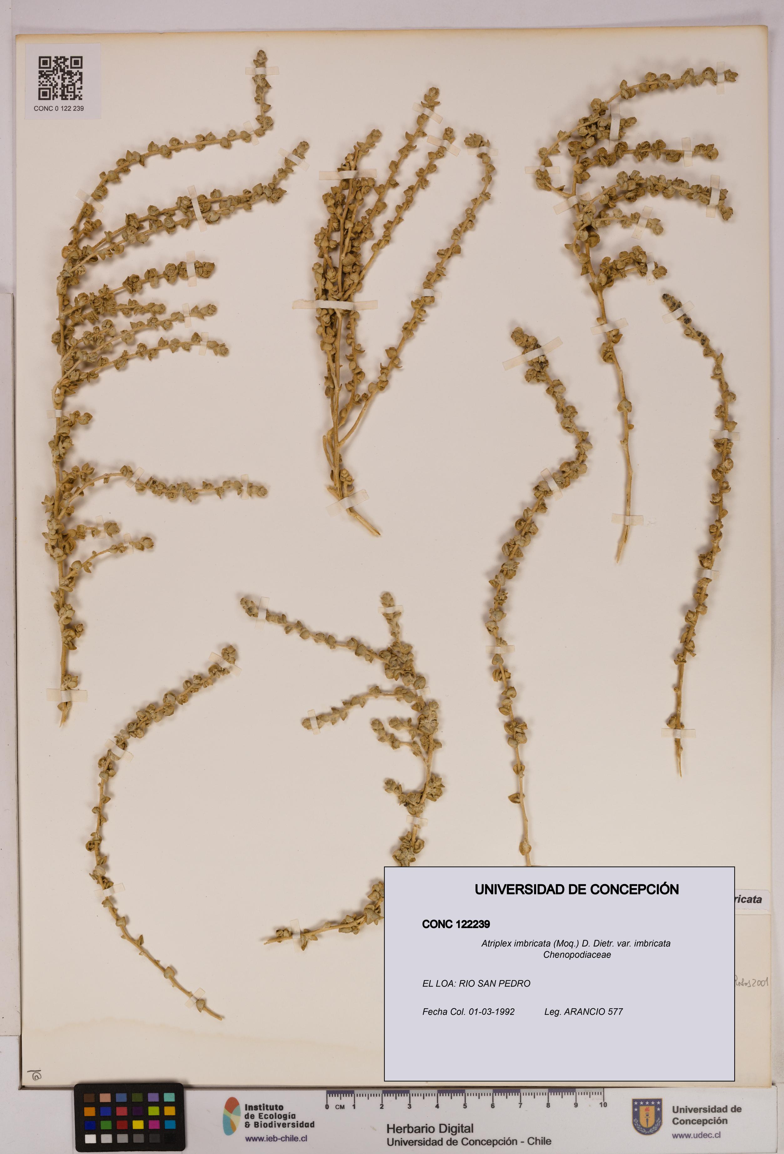 Atriplex imbricata [Espécimen: UDEC:CONC:0122239]