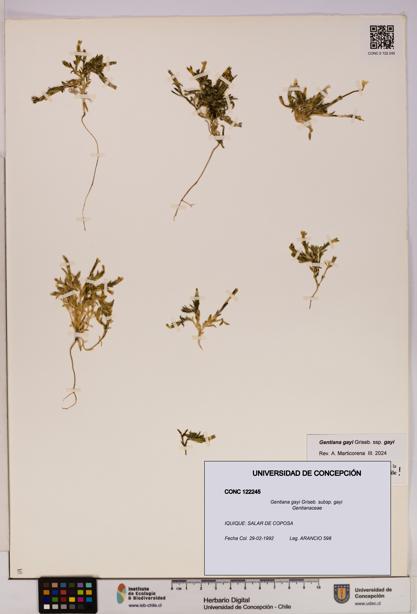 Gentiana gayi [Espécimen: UDEC:CONC:0122245]