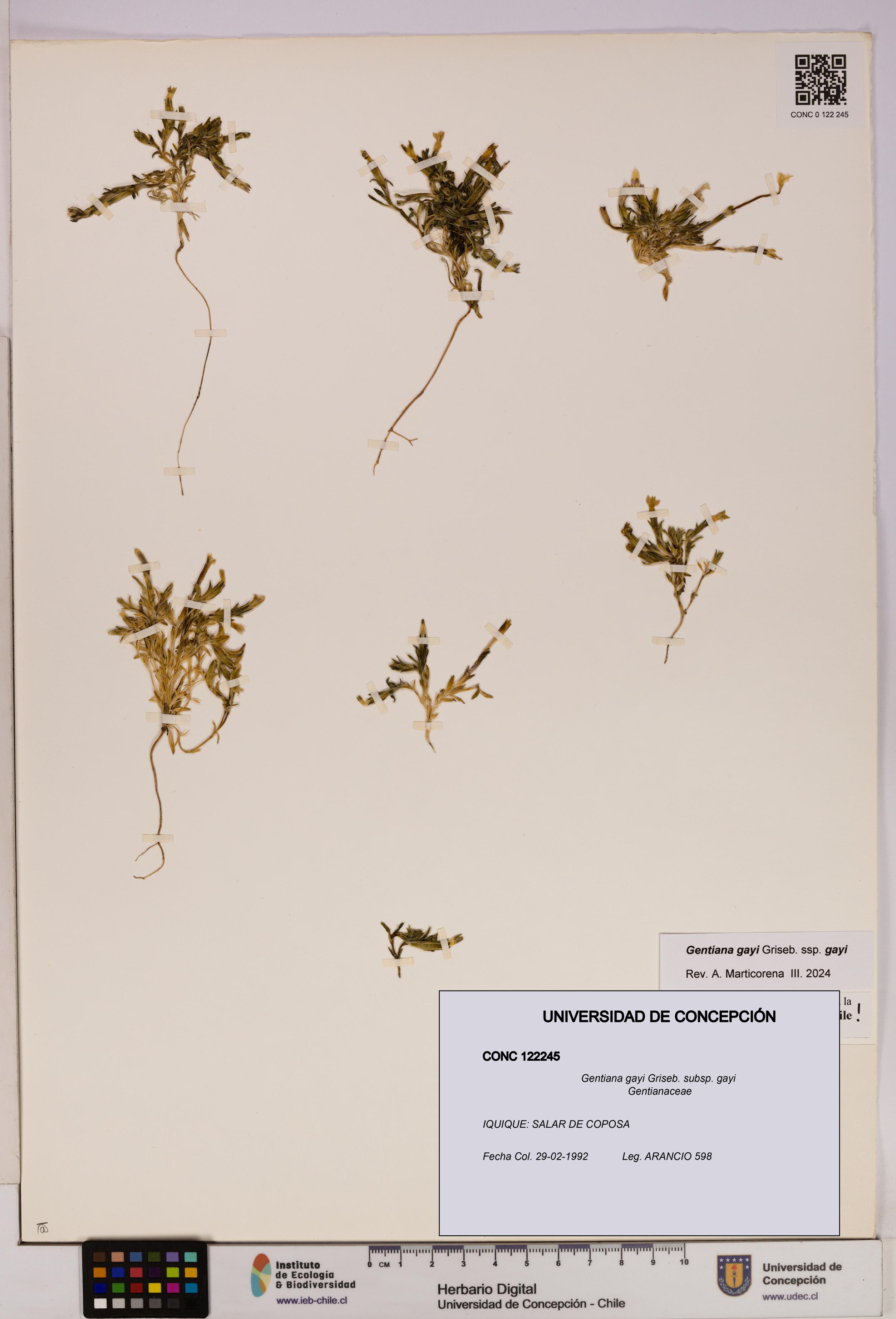 Gentiana gayi [Espécimen: UDEC:CONC:0122245]