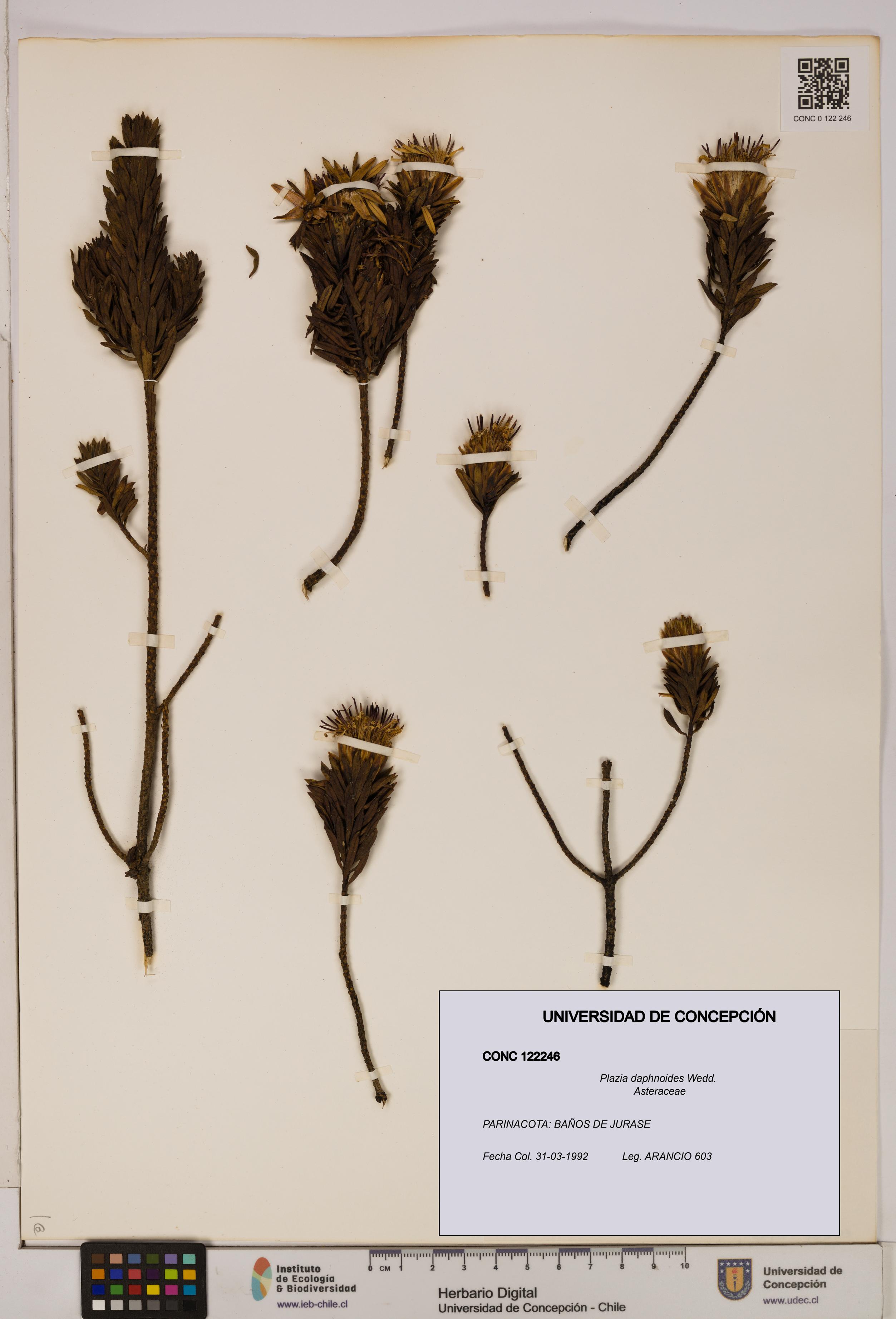 Plazia daphnoides [Espécimen: UDEC:CONC:0122246]