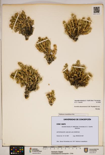 Azorella trisecta [Espécimen: ]