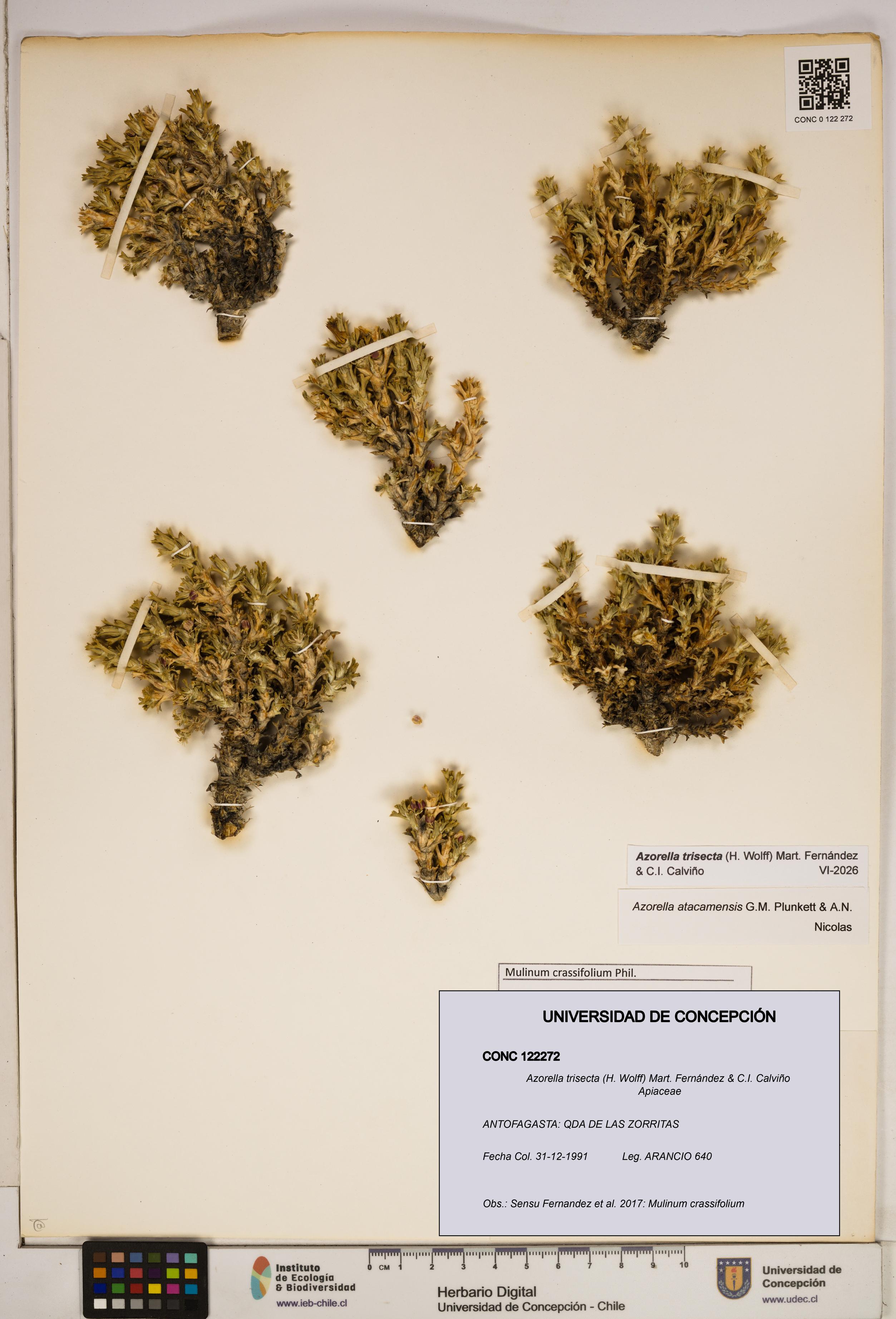 Azorella trisecta [Espécimen: ]