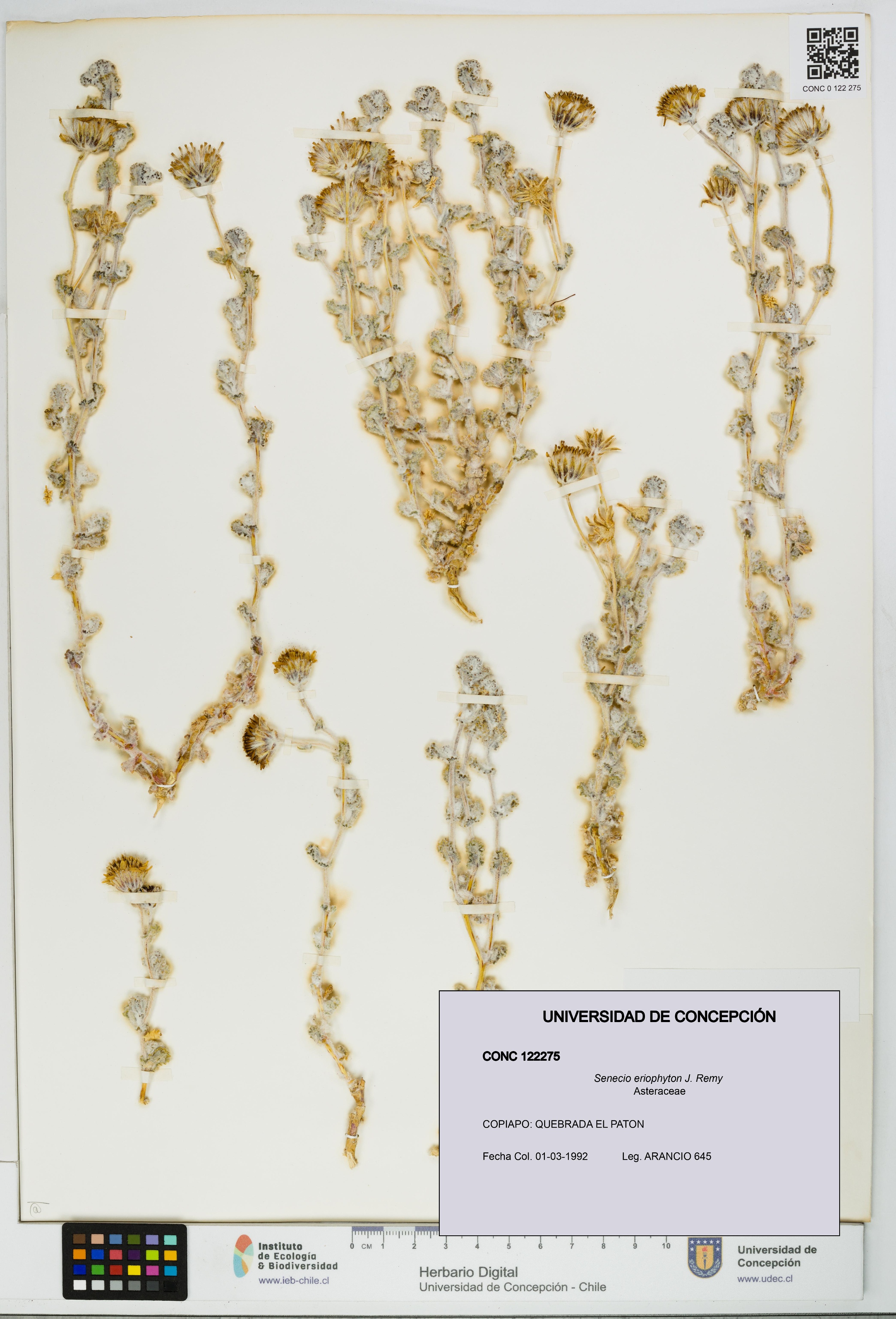 Senecio eriophyton [Espécimen: UDEC:CONC:0122275]