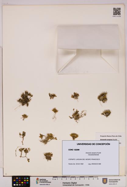 Arenaria serpens [Espécimen: UDEC:CONC:0122289]