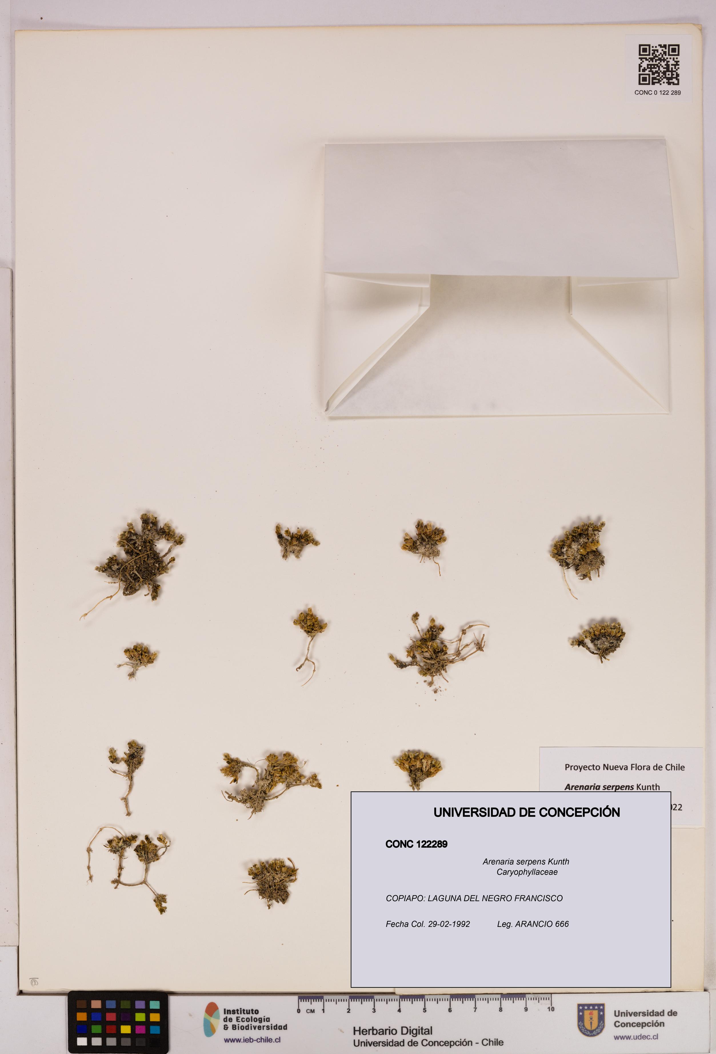 Arenaria serpens [Espécimen: UDEC:CONC:0122289]