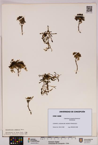 Calandrinia compacta [Espécimen: UDEC:CONC:0122290]