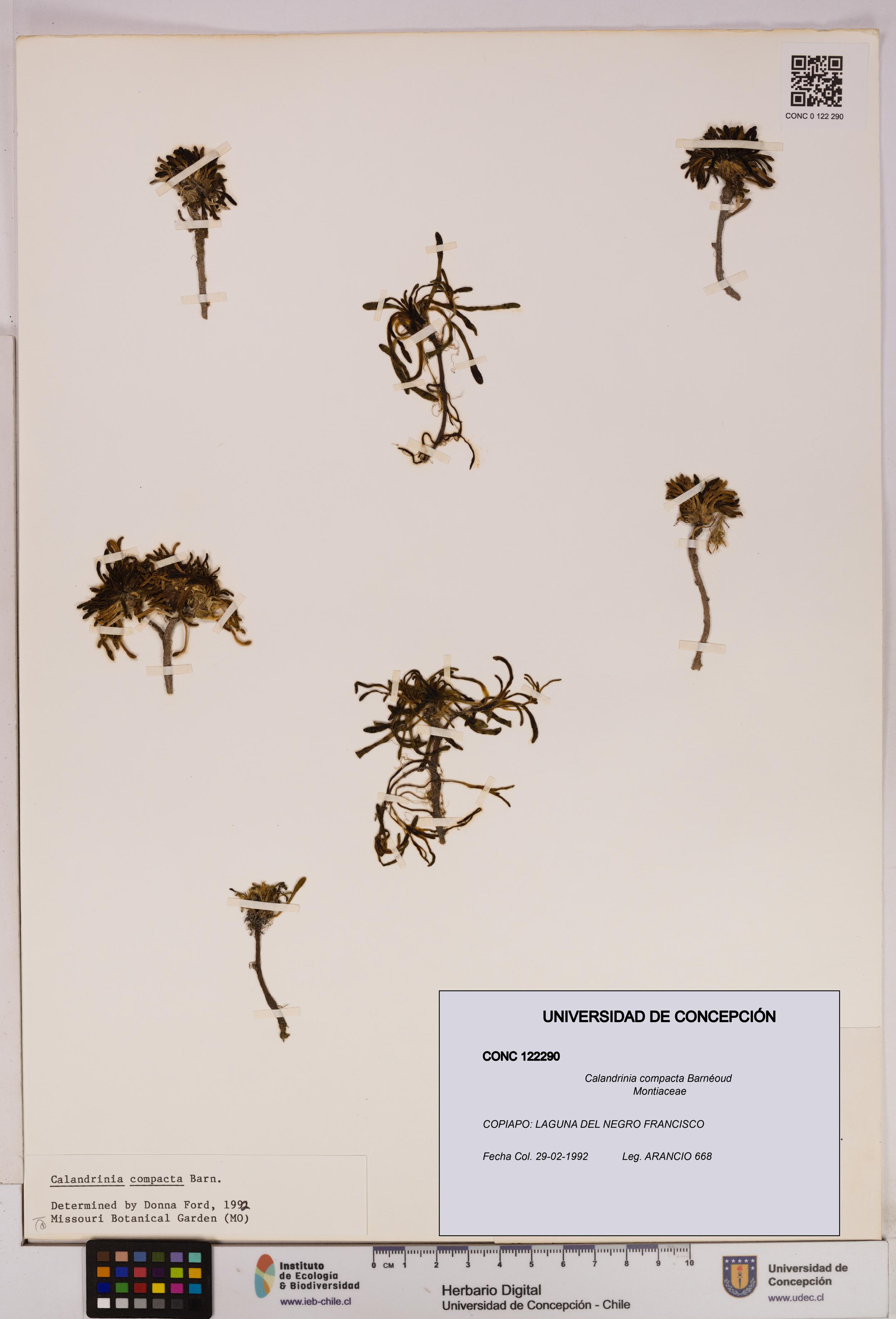 Calandrinia compacta [Espécimen: UDEC:CONC:0122290]