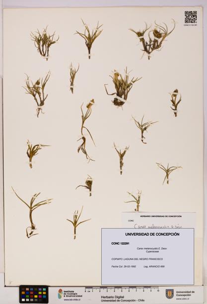 Carex melanocystis [Espécimen: UDEC:CONC:0122291]