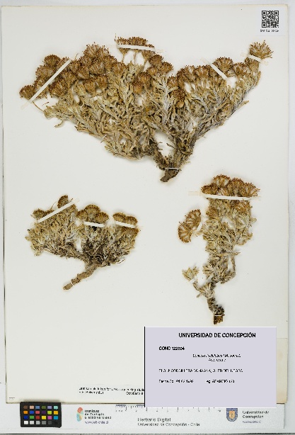 Senecio tinctolobus [Espécimen: UDEC:CONC:0122304]