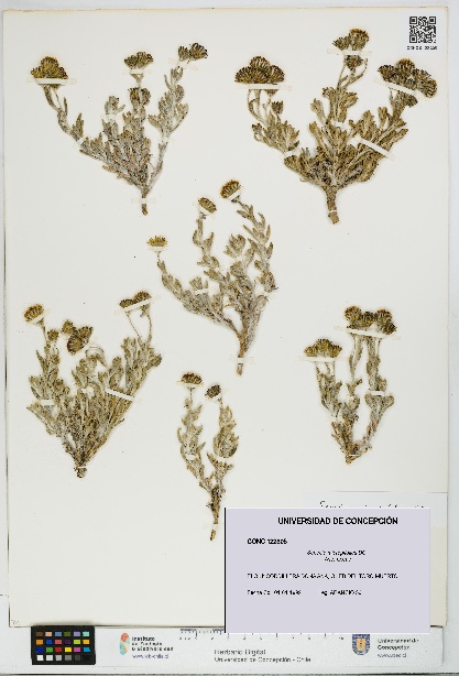 Senecio micropifolius [Espécimen: UDEC:CONC:0122305]