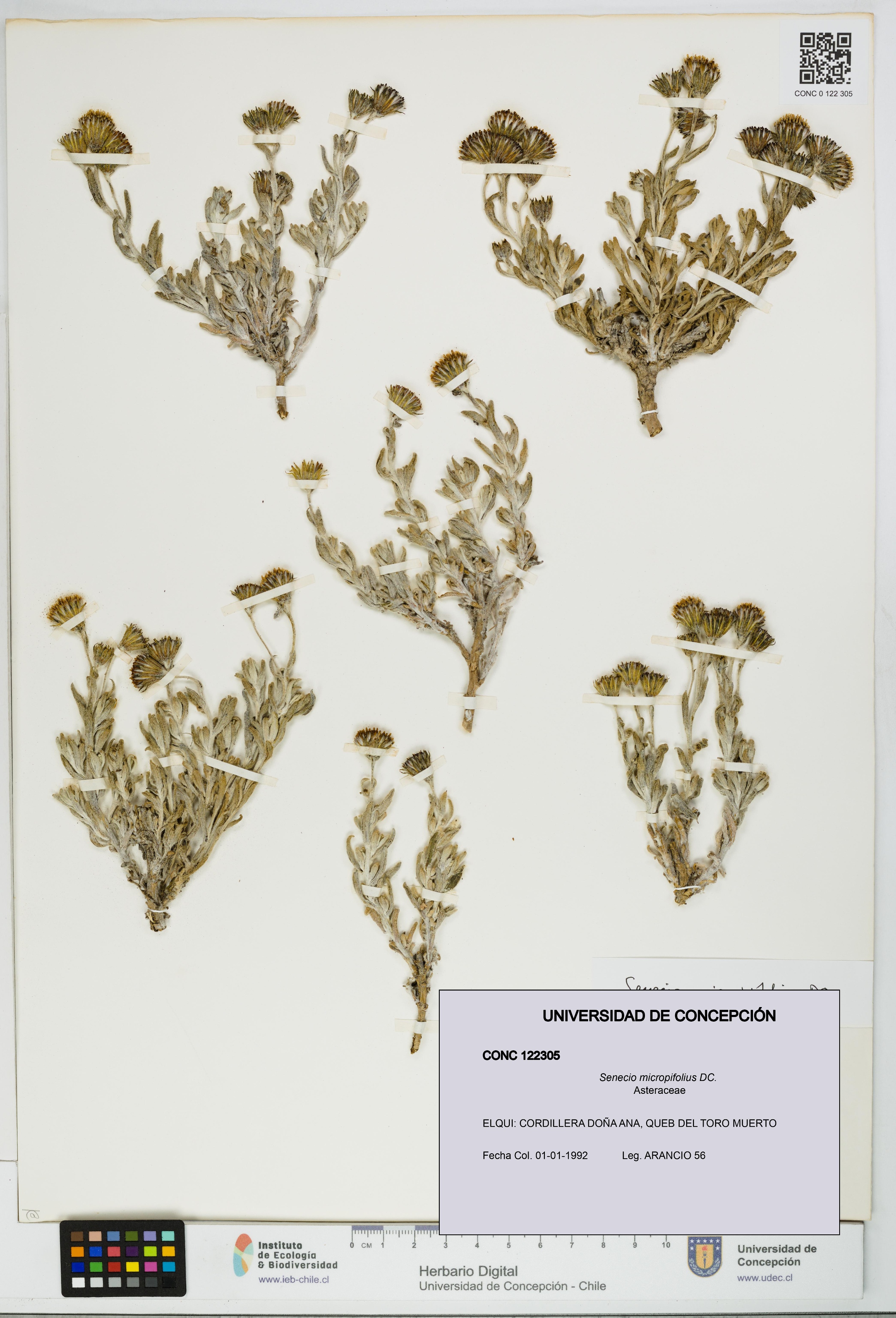 Senecio micropifolius [Espécimen: UDEC:CONC:0122305]