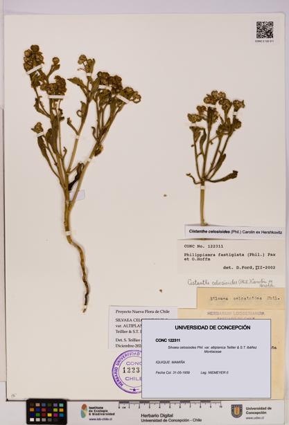 Silvaea celosioides var. altiplanica [Espécimen: UDEC:CONC:0122311]