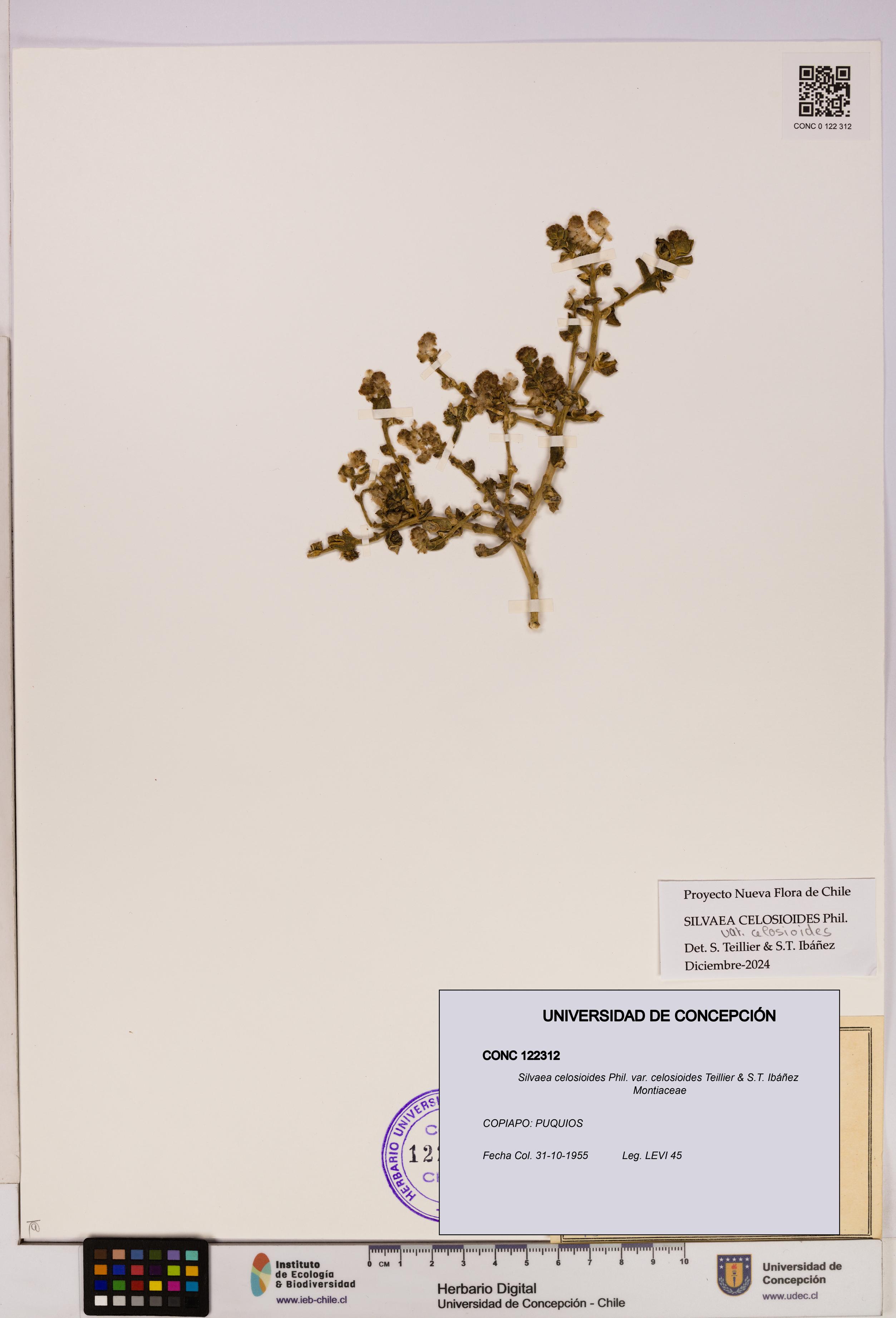 Silvaea celosioides var. celosioides [Espécimen: UDEC:CONC:0122312]