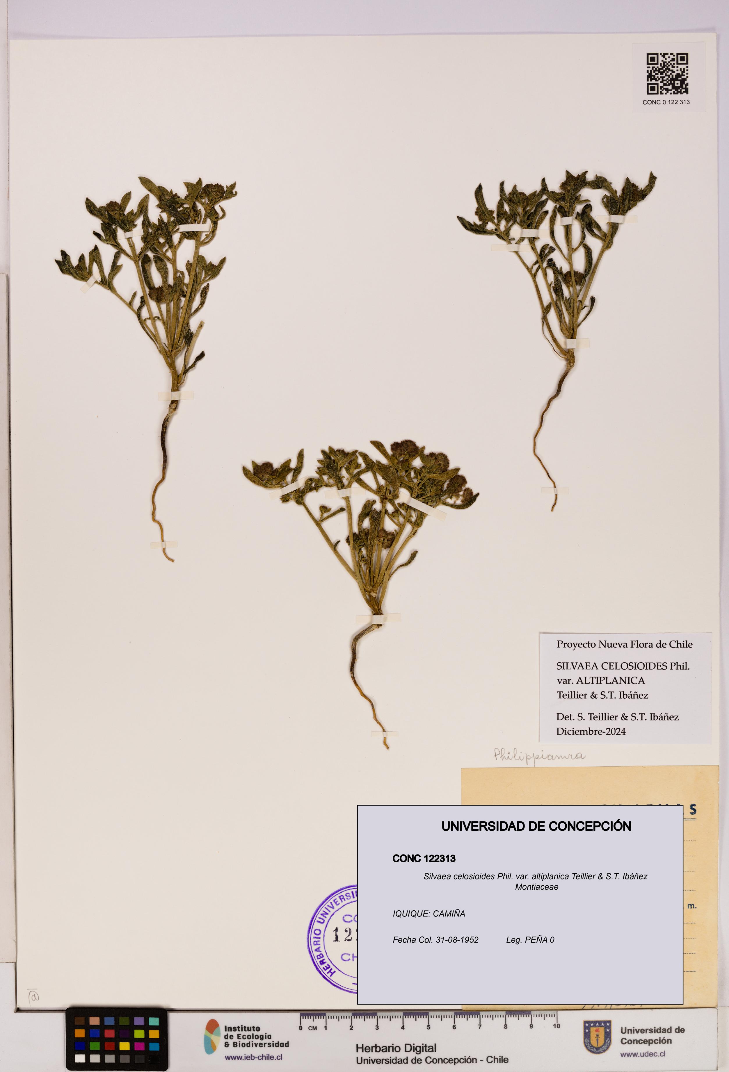 Silvaea celosioides var. altiplanica [Espécimen: UDEC:CONC:0122313]