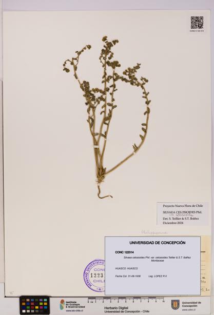 Silvaea celosioides var. celosioides [Espécimen: UDEC:CONC:0122314]