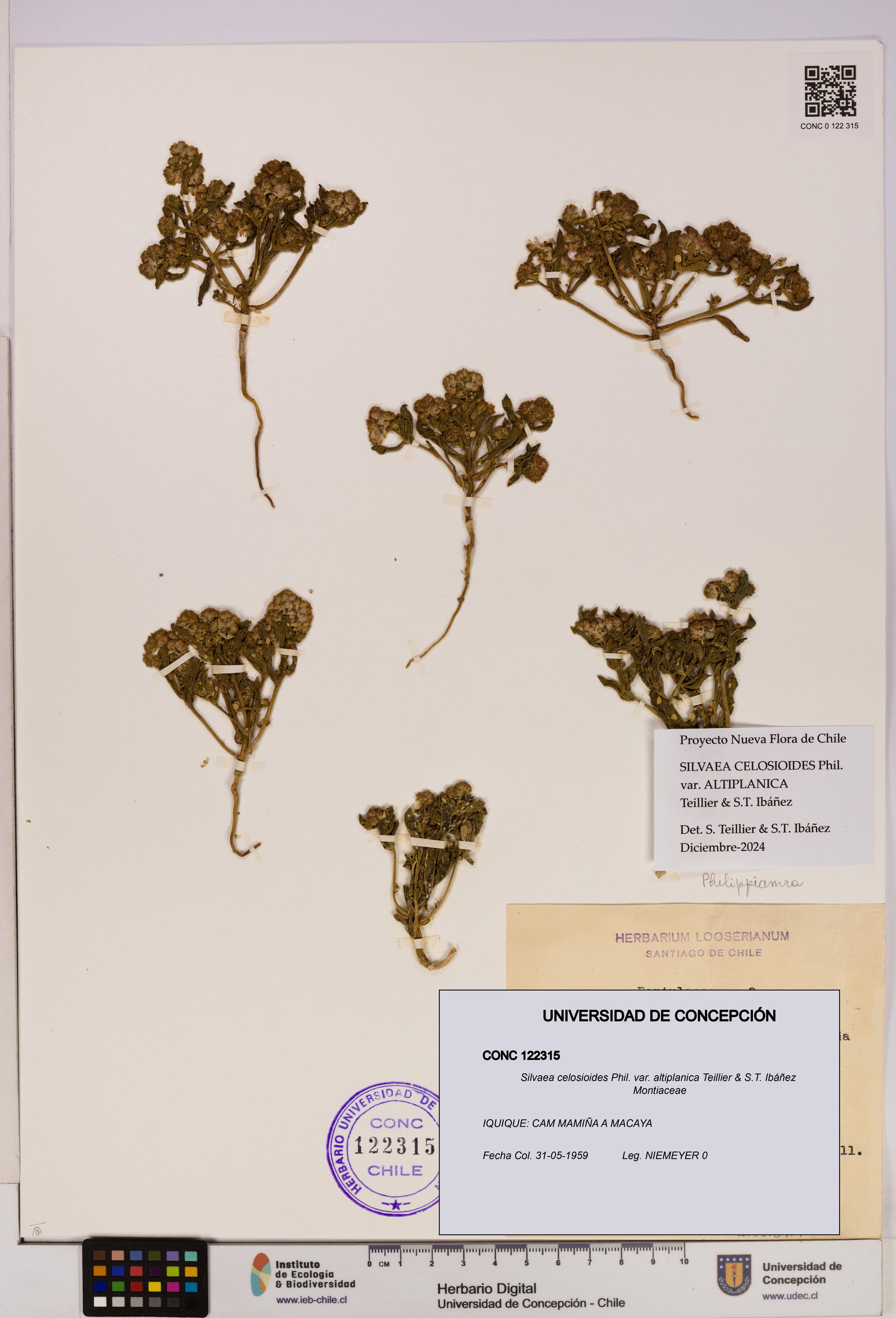 Silvaea celosioides var. altiplanica [Espécimen: UDEC:CONC:0122315]