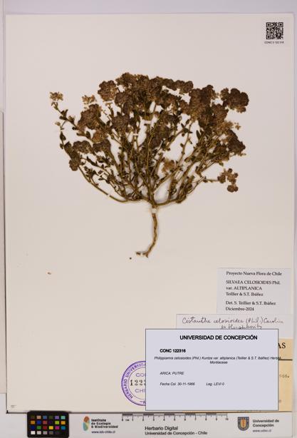 Philippiamra celosioides [Espécimen: ]