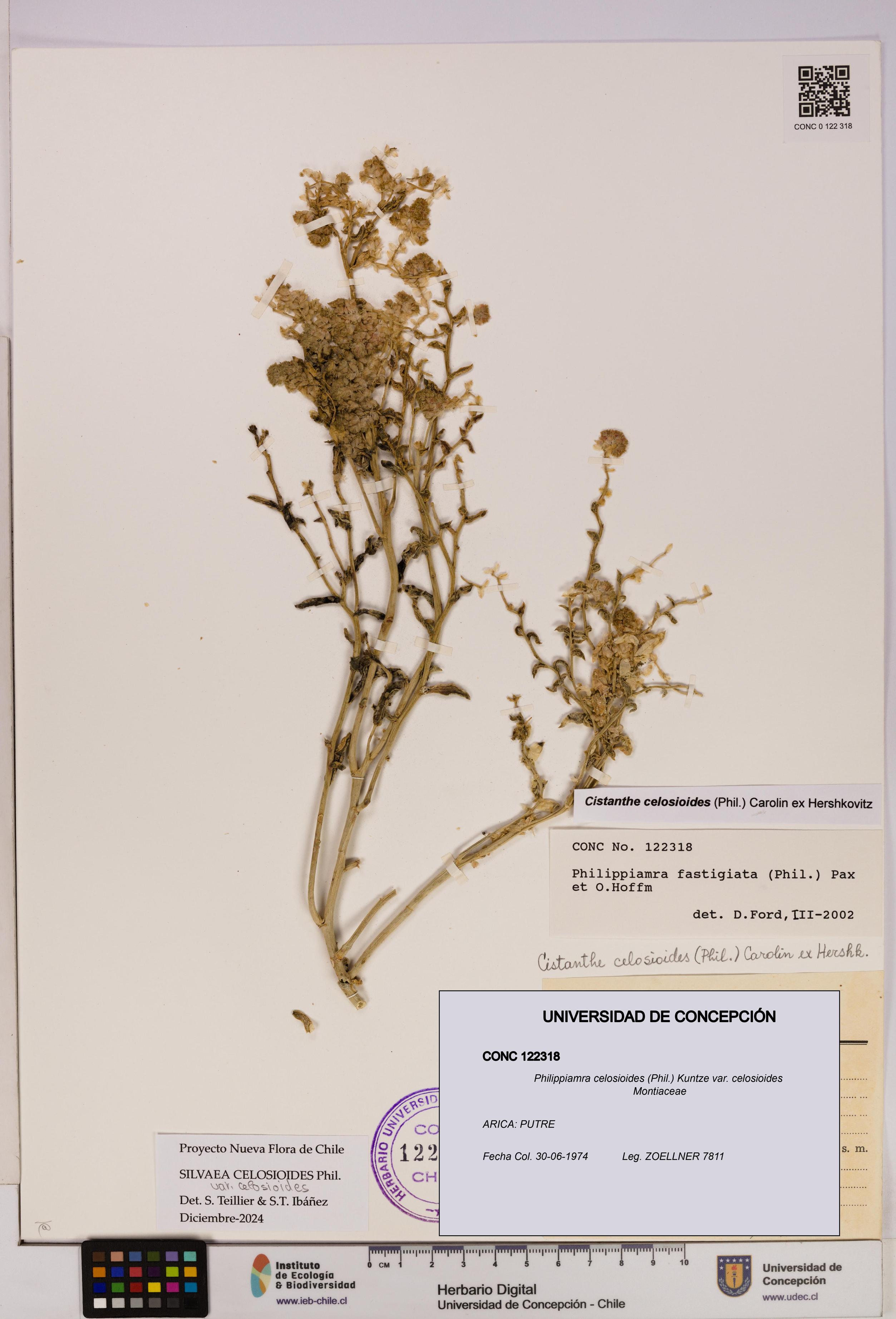 Philippiamra celosioides [Espécimen: ]