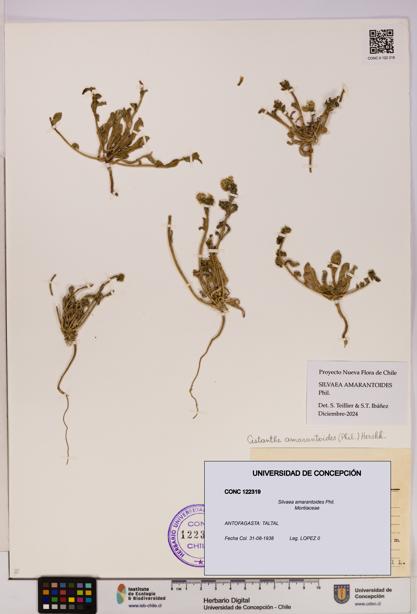 Silvaea amarantoides [Espécimen: UDEC:CONC:0122319]
